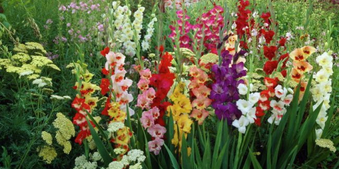 Jak krásná rostlina gladiolusy na území země - vhodnými sousedy